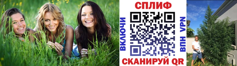 Каннабис сатива  Елец 